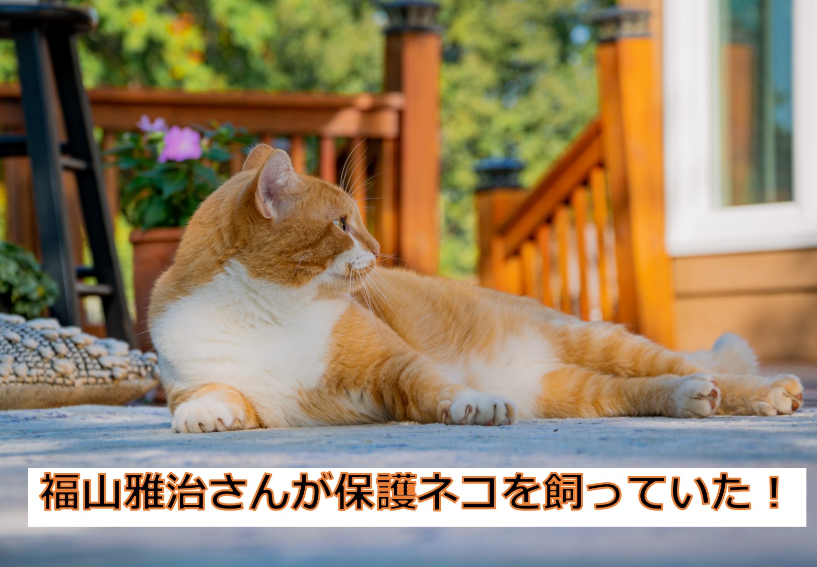 福山雅治さんが保護ネコを飼っていたことをラジオで初告白 かごめchannel