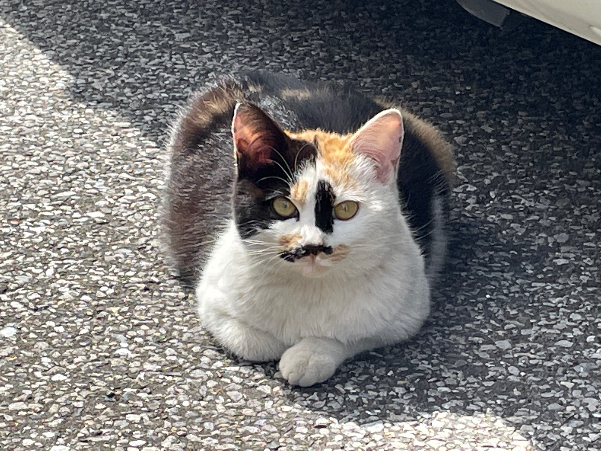 猫の不妊去勢手術の補助金 助成金 は受けられるのかどうか相談窓口全国一覧をまとめてみました かごめchannel