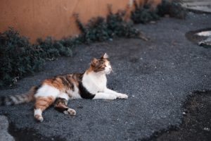 猫の座り方|名前っていくつあるの?全種類を画像で紹介!『スコ座り』『スフィンクス座り』 | かごめchannel