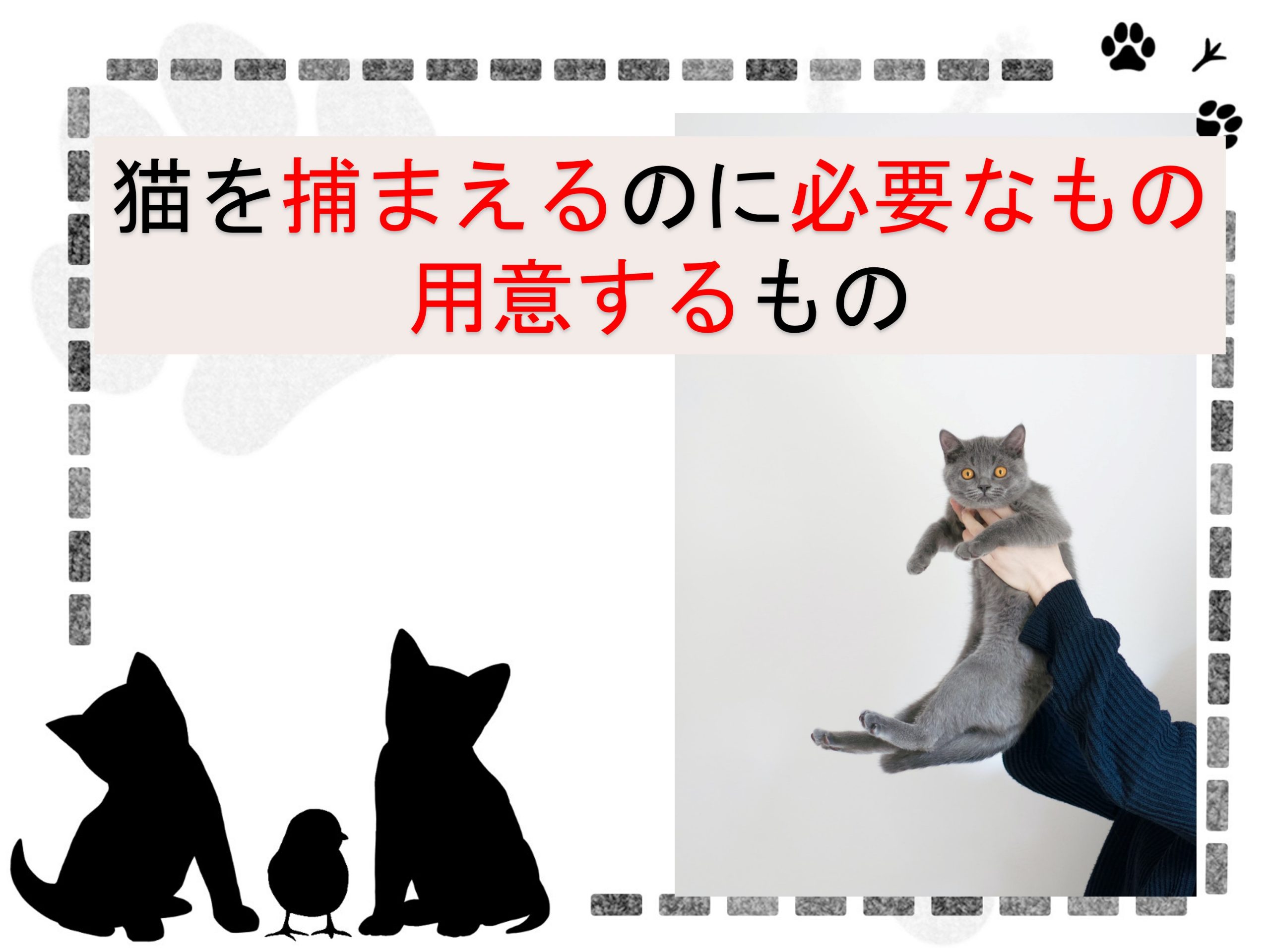 猫を捕まえる方法 用意するものは 画像 付きで詳しく解説 かごめchannel