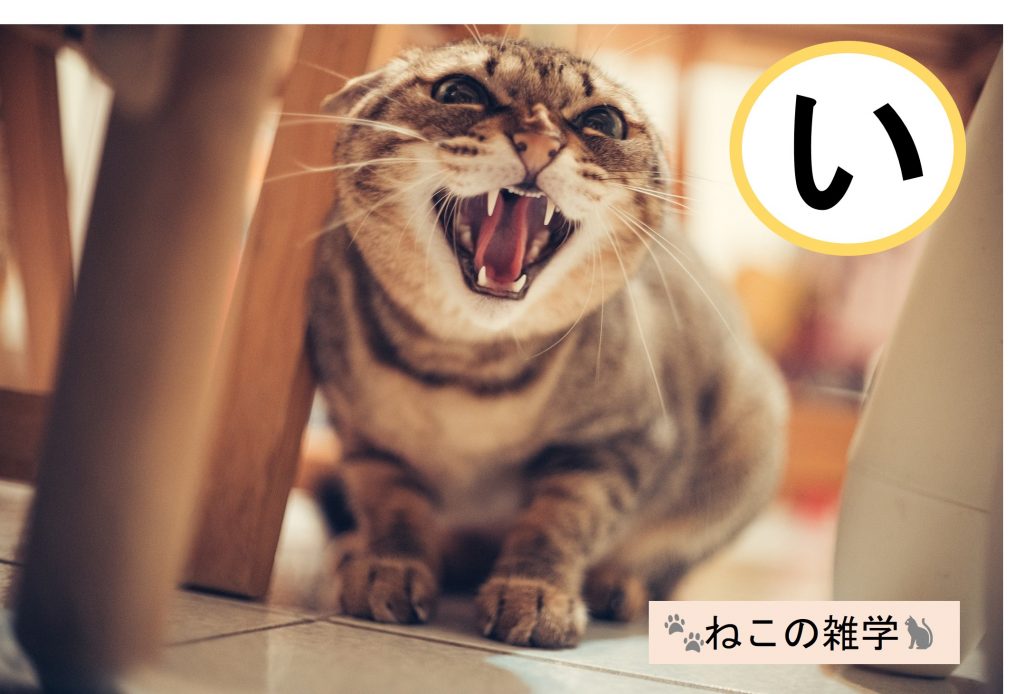 猫の『威嚇』シャーは何の『ものまね?』驚きの事実が判明!  かごめchannel